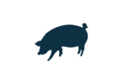Pig farming